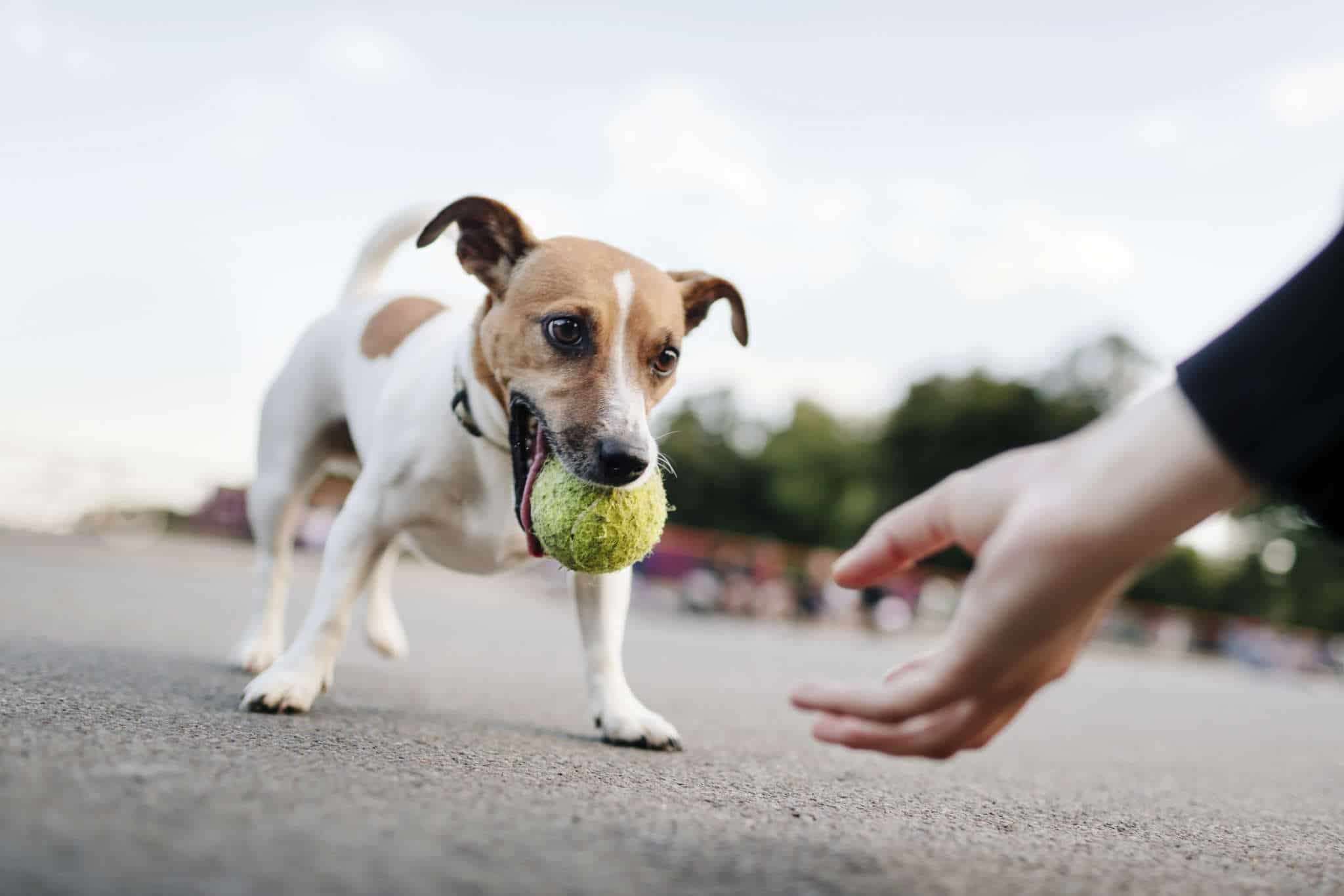 Apprendre son chien rapporter ducation du chien autour des animaux