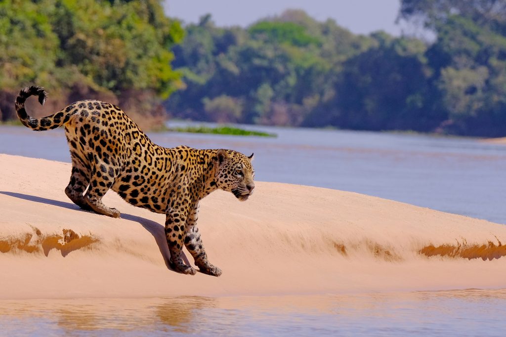 Jaguar