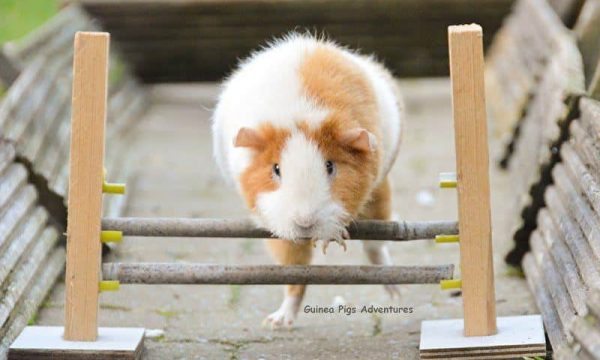 Jeux pour cochon d’Inde : 8 activités pour le stimuler