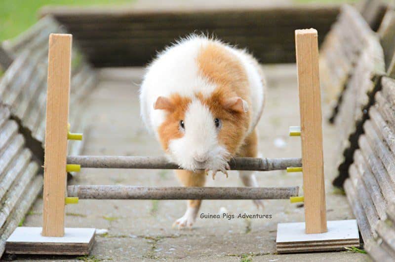cochon d'inde saut d'obstacles