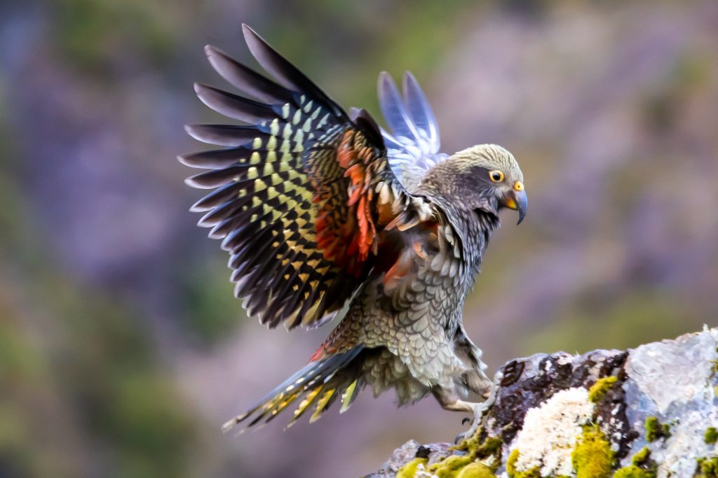 Kea