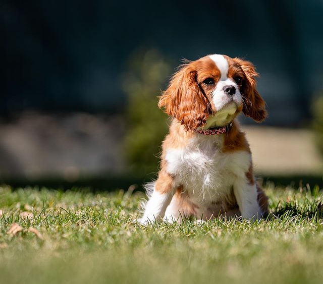 cavalier king charles spaniel