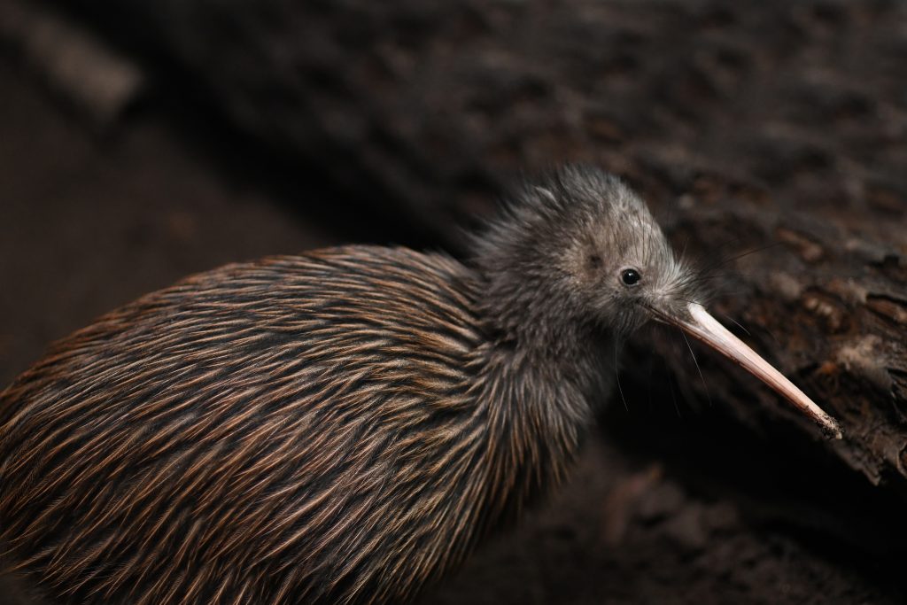 Kiwi de Mantell, Nouvelle zélande