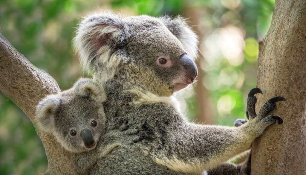 Koala avec son bébé