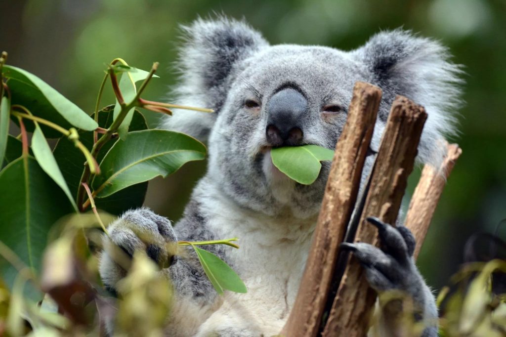 koala qui mange une feuille d'eucalyptus