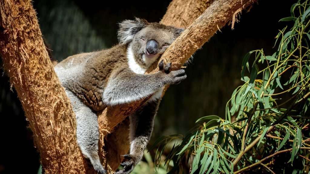 koala qui dort sur une branche