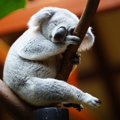 Le Koala : mode de vie, comportement et alimentation