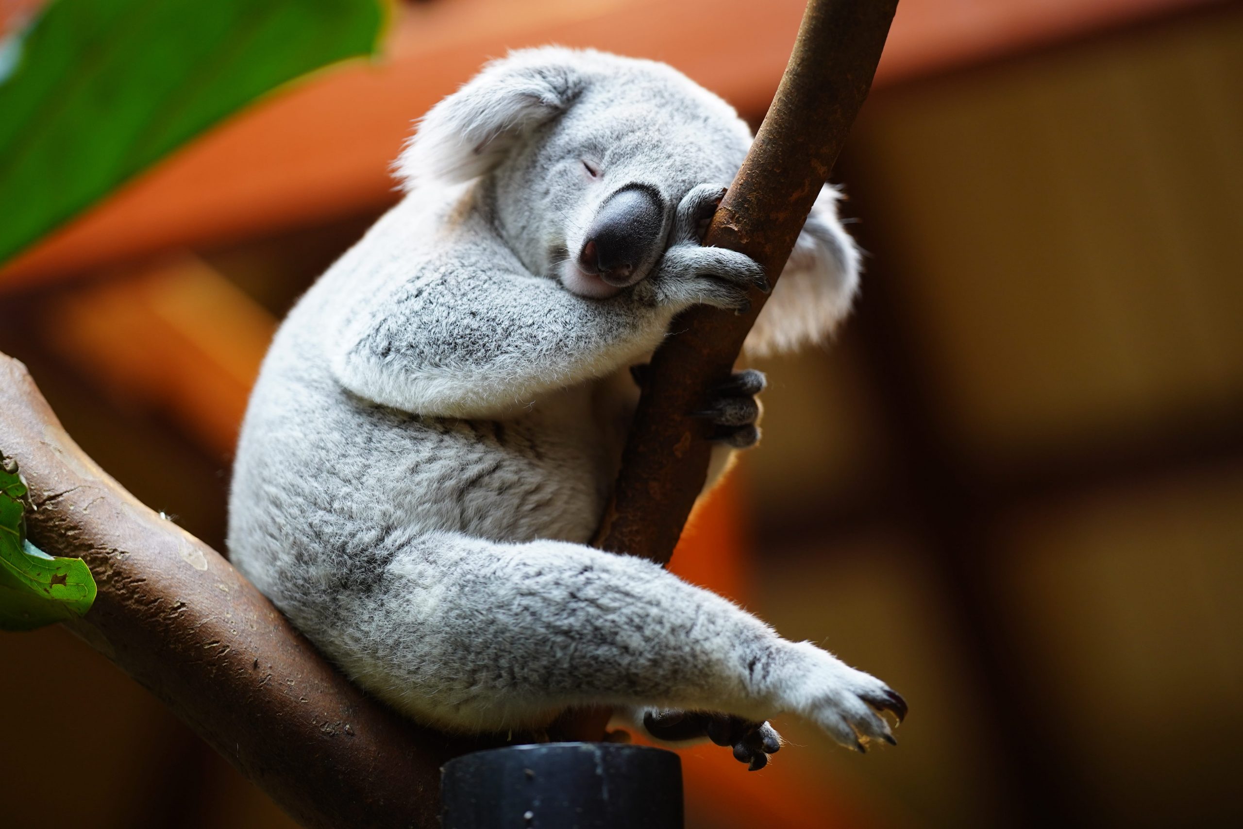 Comment S Appelle La Femelle Du Koala Koala : Mode de vie, Comportement et Alimentation - Faune sauvage — Autour Des Animaux