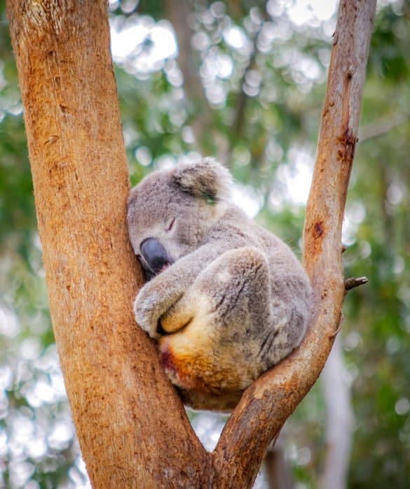 koala