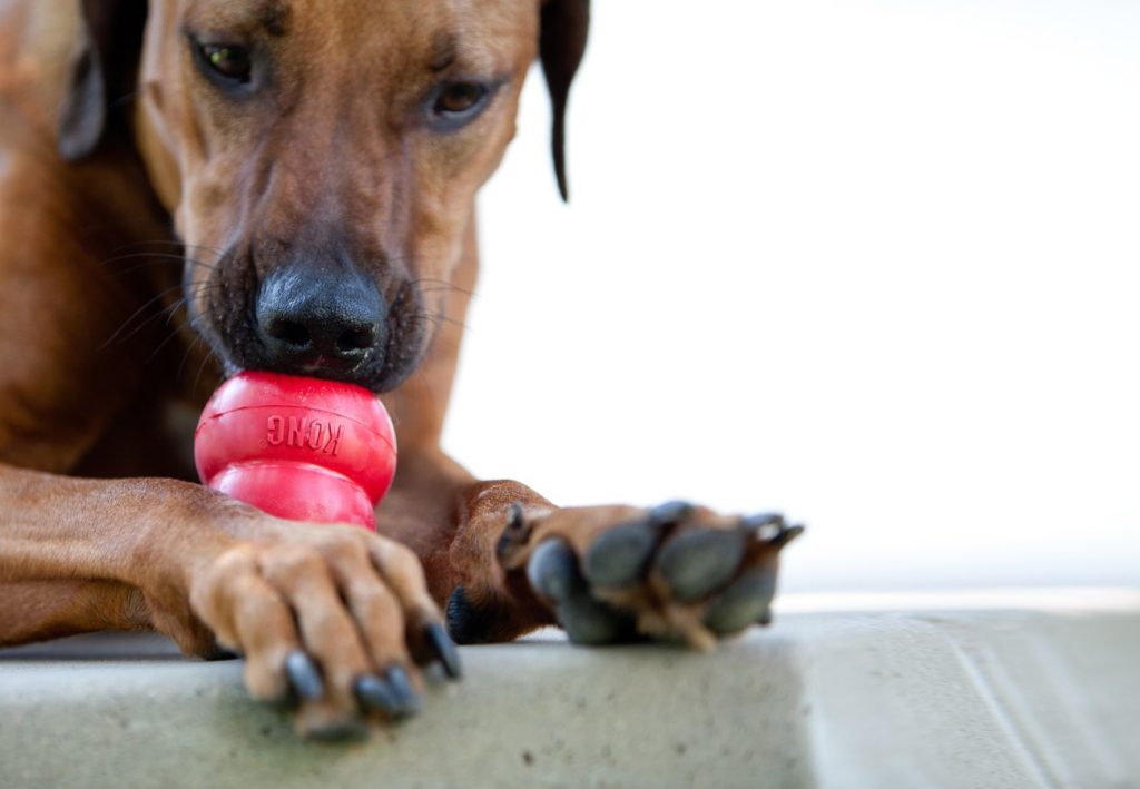 kong classic avec un chien