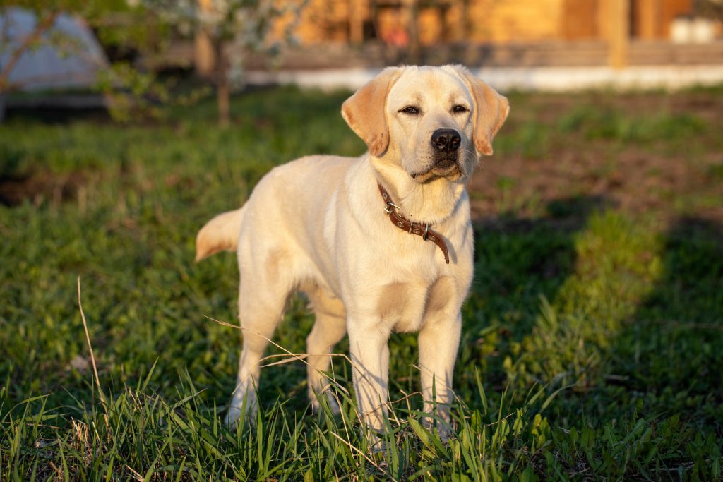 Labrador Retriever