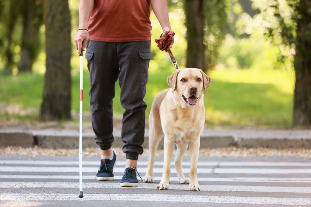 Le Labrador Retriever