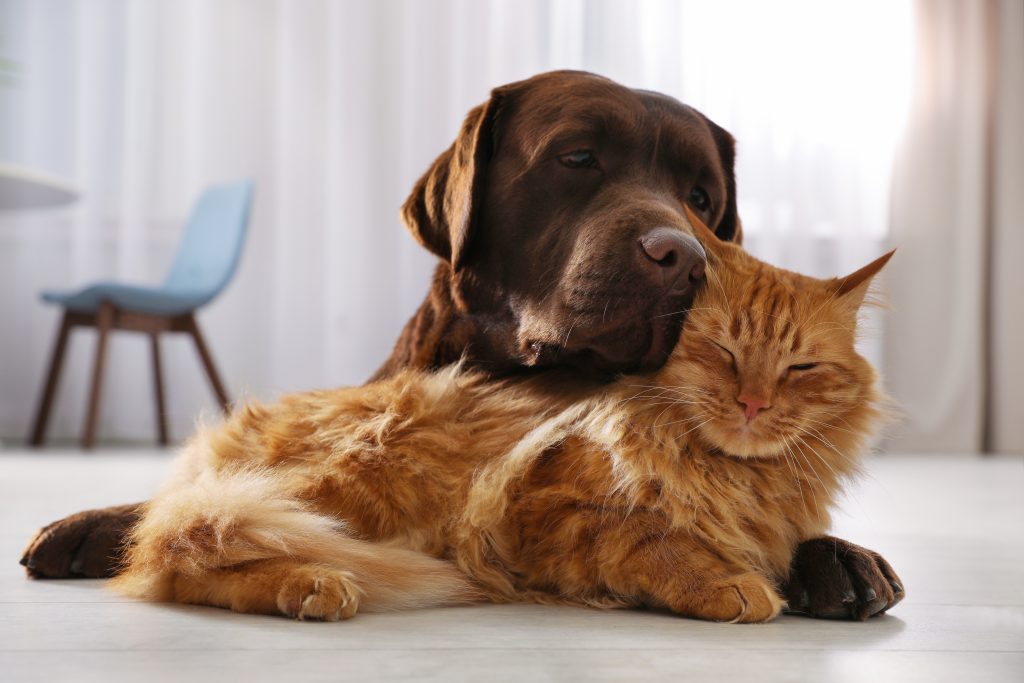 Labrador Retriever avec un chat