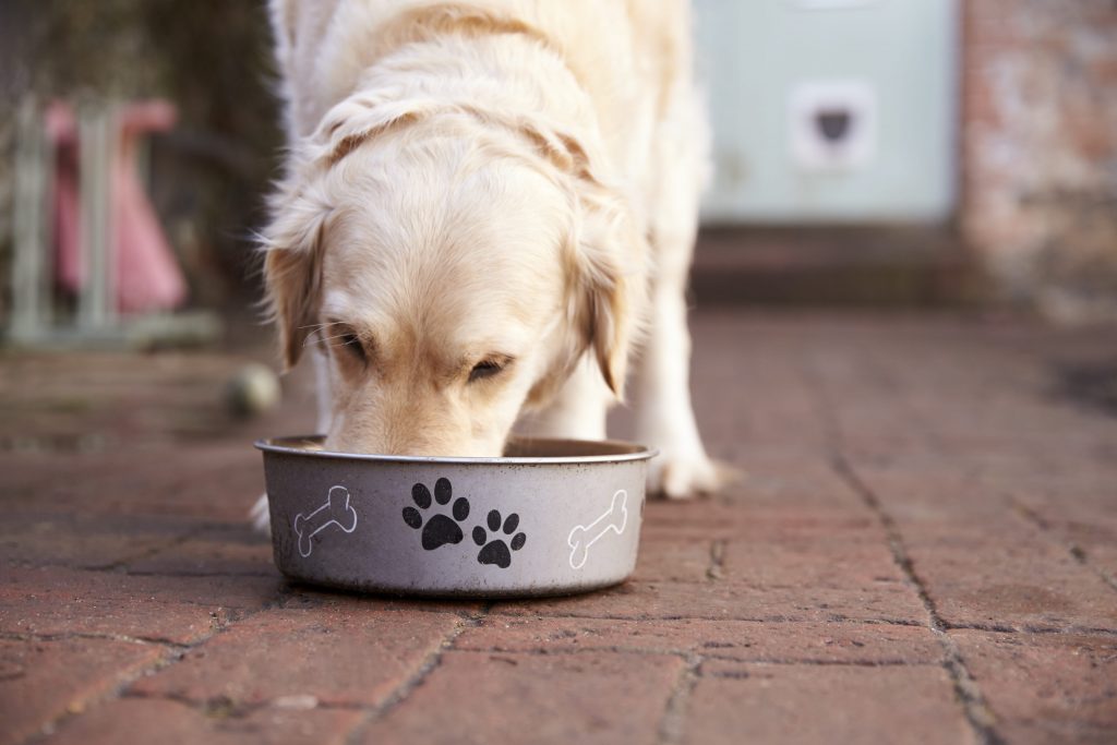 Labrador qui mange dans sa gamelle