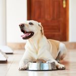 Labrador : Gérer son appétit et éviter l’obésité