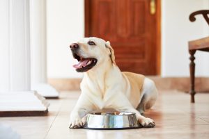 Labrador : Gérer son appétit et éviter l’obésité