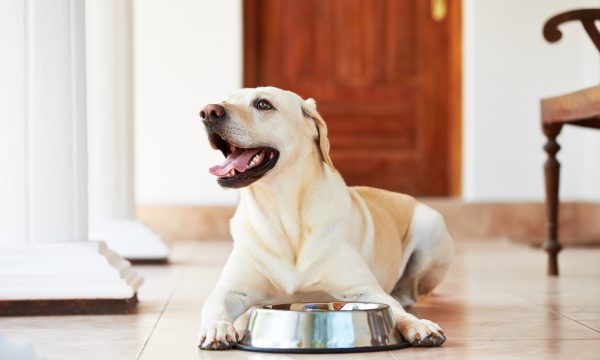 Labrador : Gérer son appétit et éviter l’obésité