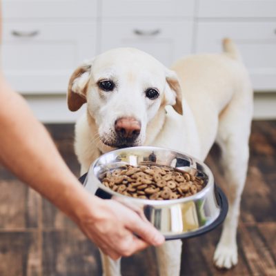 Stériliser son chien : faut-il changer son alimentation ?
