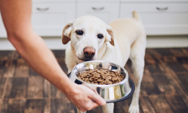 L’alimentation du chien stérilisé