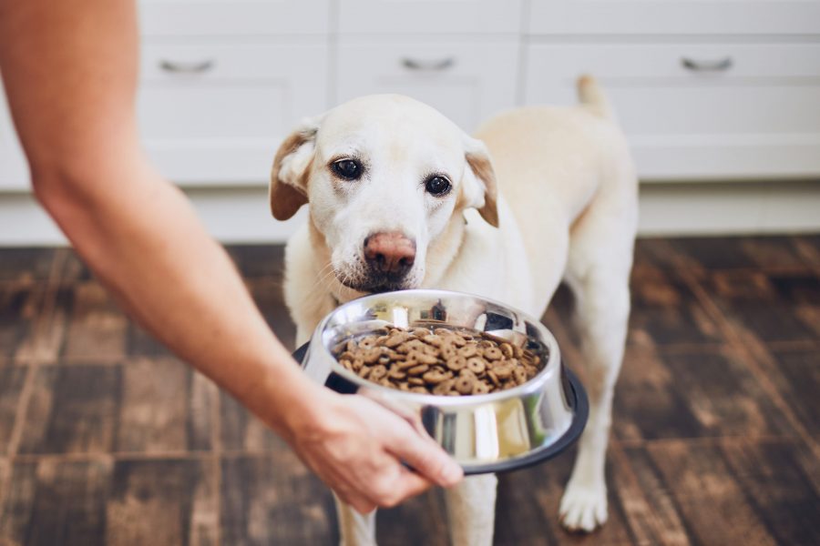 Stériliser son chien : faut-il changer son alimentation ?