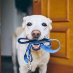 Quelle laisse choisir pour son chien ?