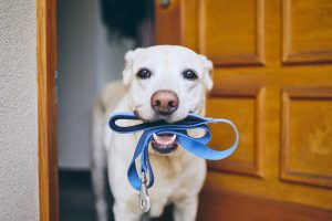Quelle laisse choisir pour son chien ?