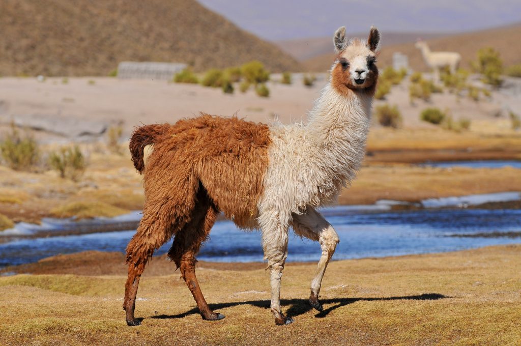 Lama