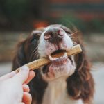 Quelles friandises choisir pour son chien ?