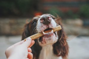 Quelles friandises choisir pour son chien ?