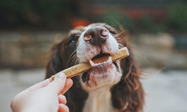 Quelles friandises choisir pour son chien ?