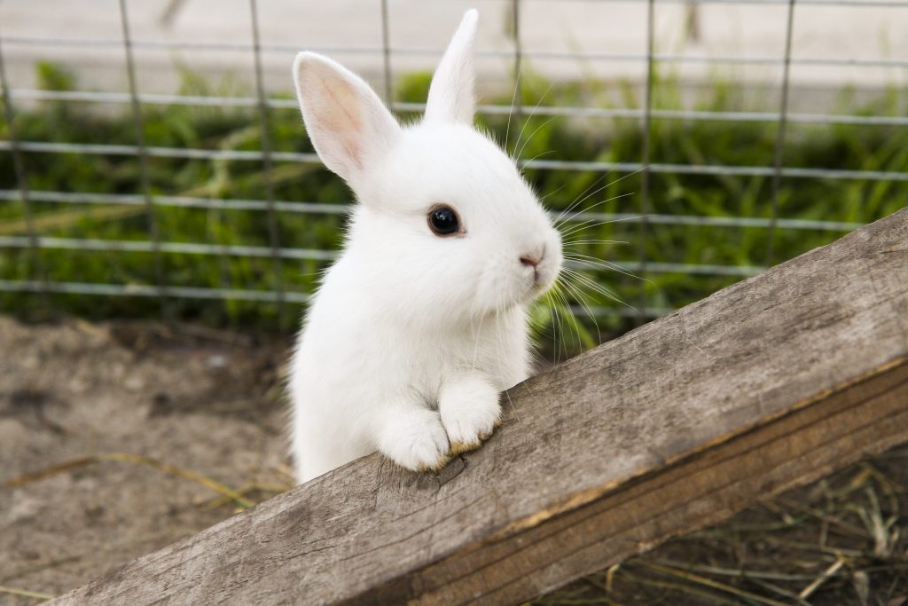 20-faits-sur-les-lapins-que-vous-devez-conna-tre-autour-des-animaux