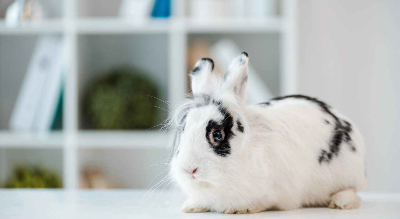 Top 10 faits à connaître sur les lapins