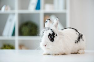 Top 10 faits à connaître sur les lapins
