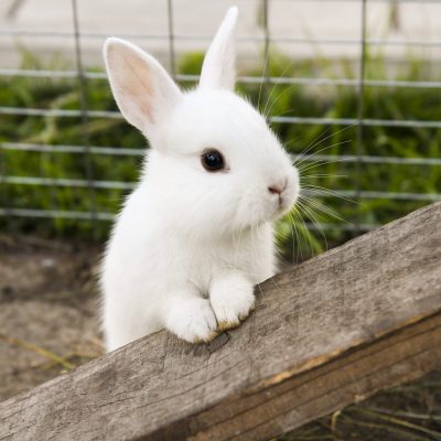 20 faits sur les lapins que vous devez connaître