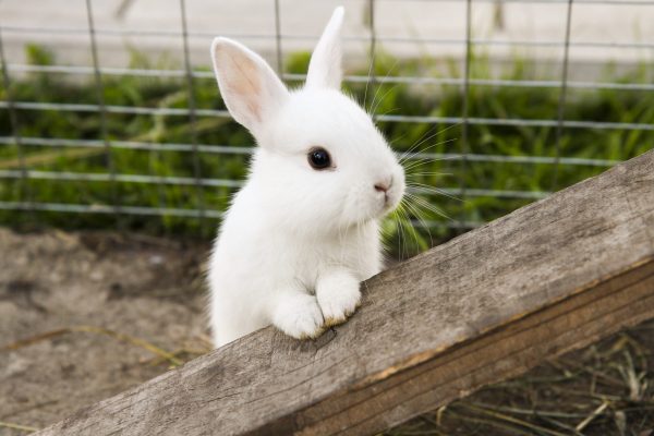20 faits sur les lapins que vous devez connaître