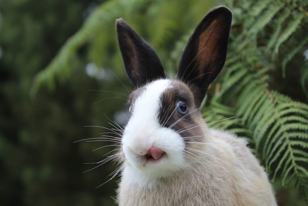 Lapin en train de sortir sa langue