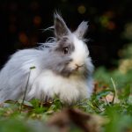 Liste des maladies du lapin : causes, symptômes et soins