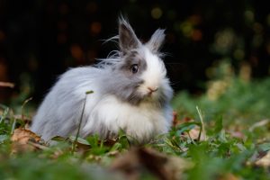 Liste des maladies du lapin : causes, symptômes et soins