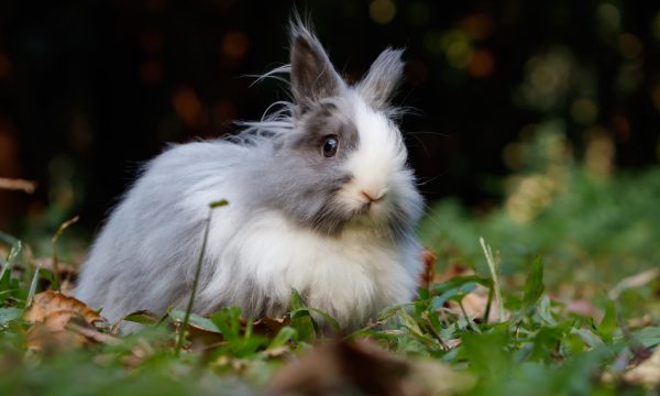 Liste des maladies du lapin : causes, symptômes et soins