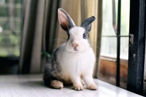 Conjonctivite chez le lapin : causes, symptômes & traitement