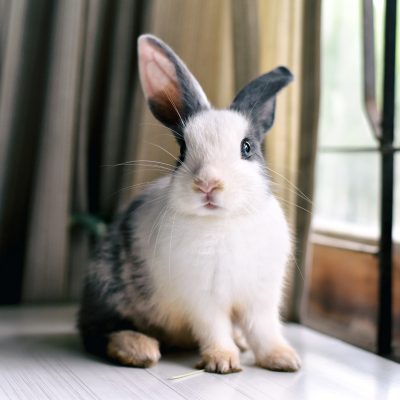 Conjonctivite chez le lapin : causes, symptômes & traitement
