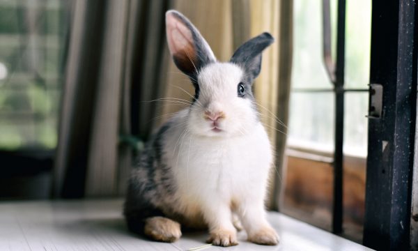 Conjonctivite chez le lapin : causes, symptômes & traitement