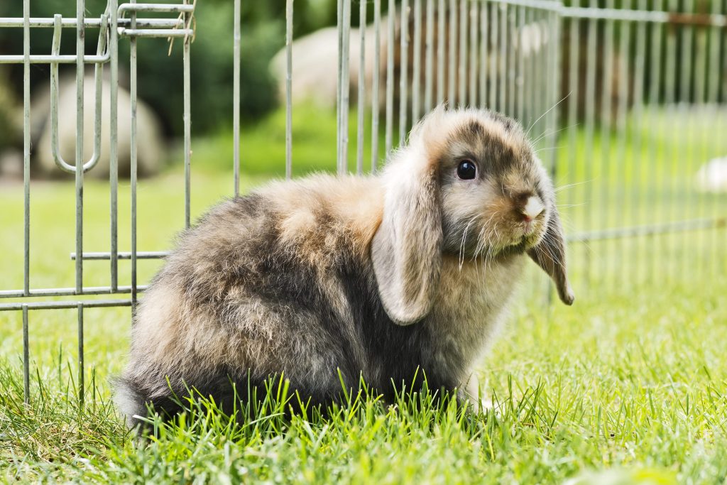 lapin nain à l'extérieur dans son enclos