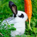 Le lapin peut-il manger des carottes ?