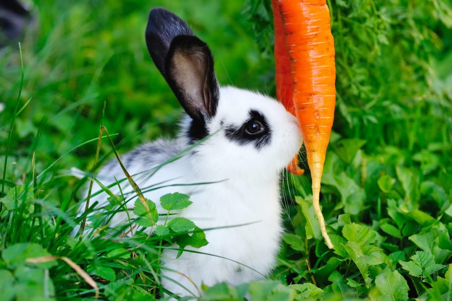 Le lapin peut-il manger des carottes ?