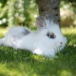 Protéger son lapin des coups de chaud : Top 10 conseils