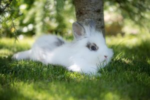 Protéger son lapin des coups de chaud : Top 10 conseils