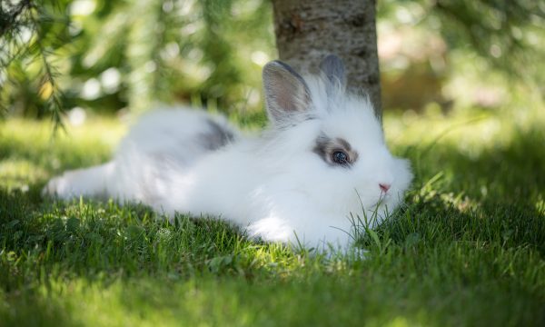 Protéger son lapin des coups de chaud : Top 10 conseils