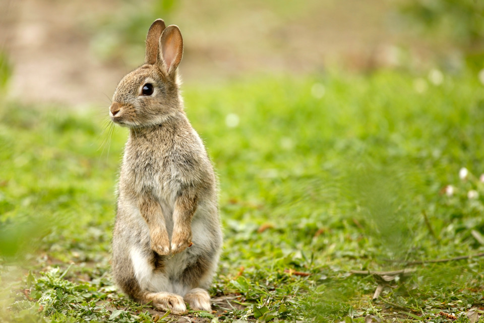 lapin curieux debout