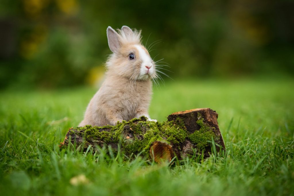 Lapin dans le jardin